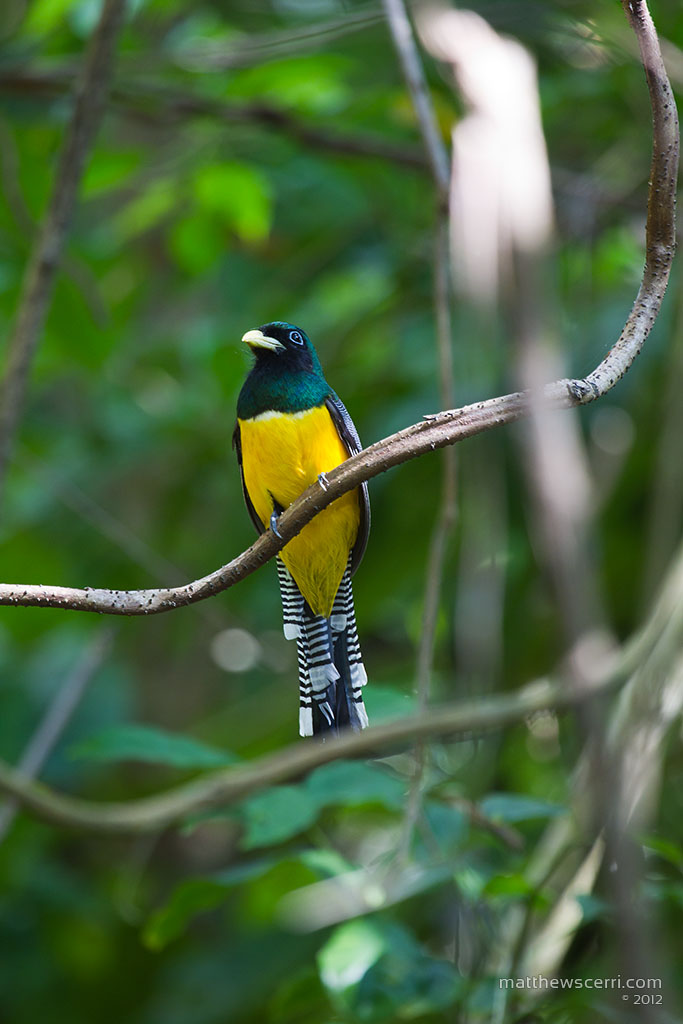 IMAGE: http://matthewscerri.com/Gallery/CorcovadoNP/images/MG4_0303.jpg