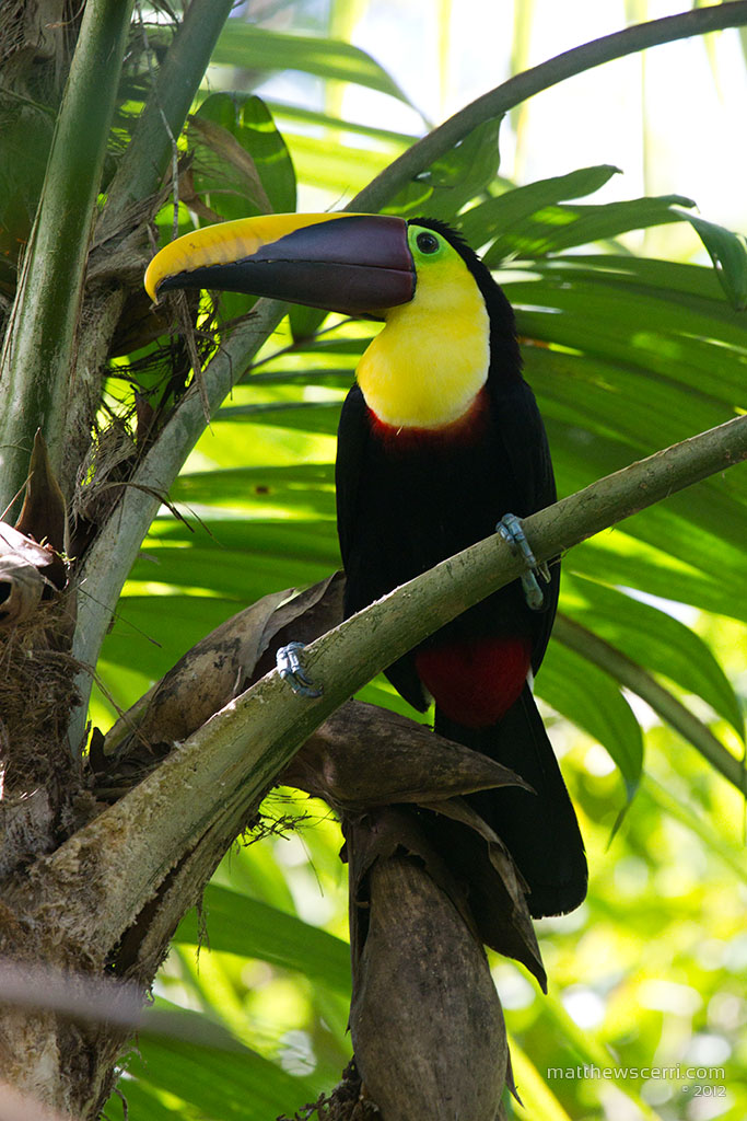 IMAGE: http://matthewscerri.com/Gallery/CorcovadoNP/images/MG4_0521.jpg