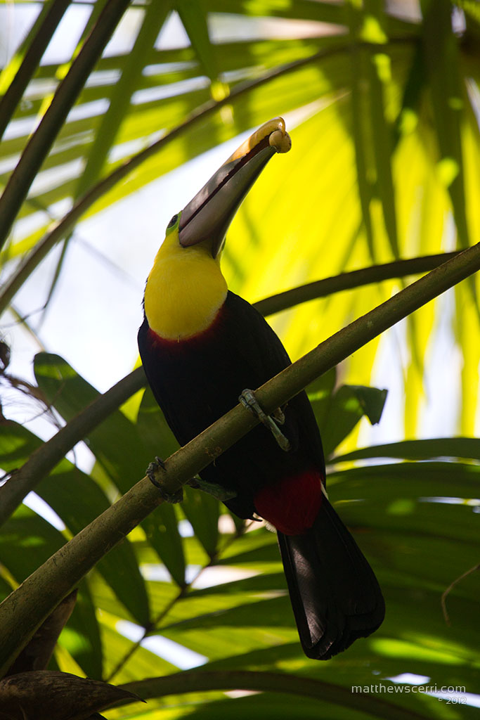 IMAGE: http://matthewscerri.com/Gallery/CorcovadoNP/images/MG4_0558.jpg