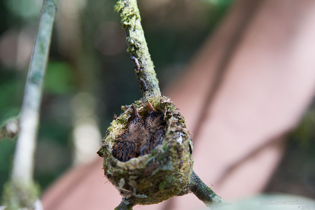 IMAGE: http://matthewscerri.com/Gallery/CorcovadoNP/images/MG4_0601.jpg