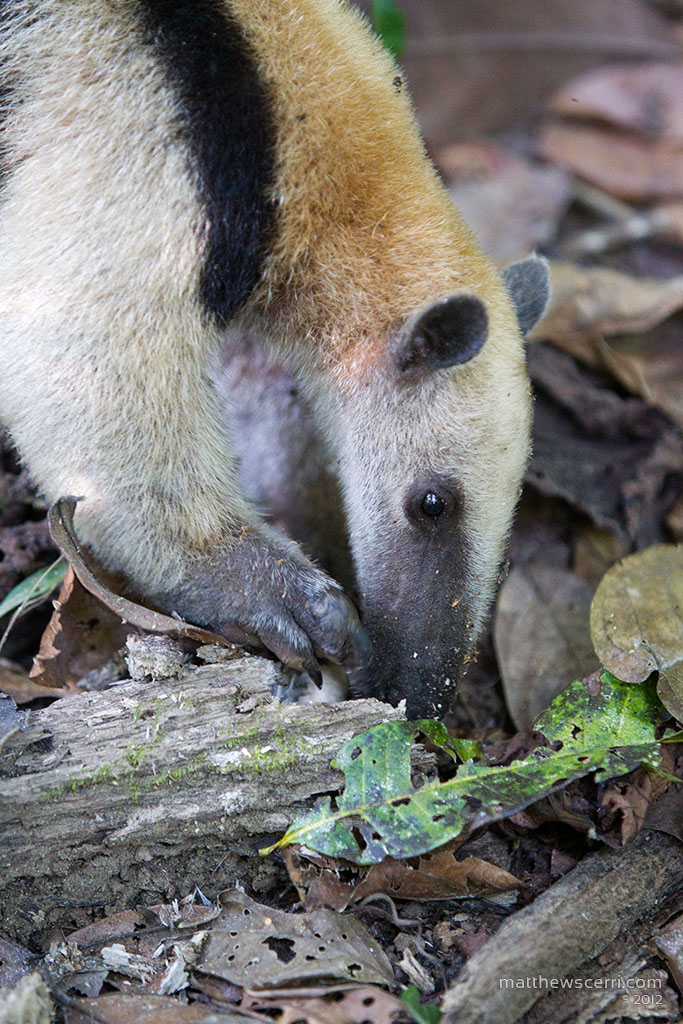 IMAGE: http://matthewscerri.com/Gallery/CorcovadoNP/images/MG4_0737.jpg